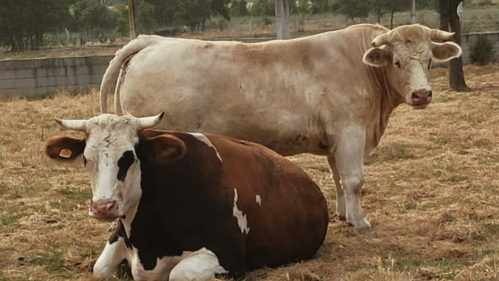 Las seis razas de ganado más importantes en España
